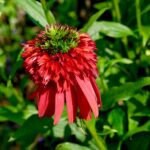 hot papaya coneflower